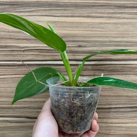 Philodendron White Princess variegated 2.5"