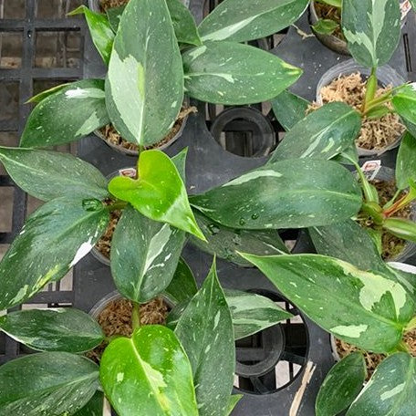 Philodendron White Princess variegated 2.5"