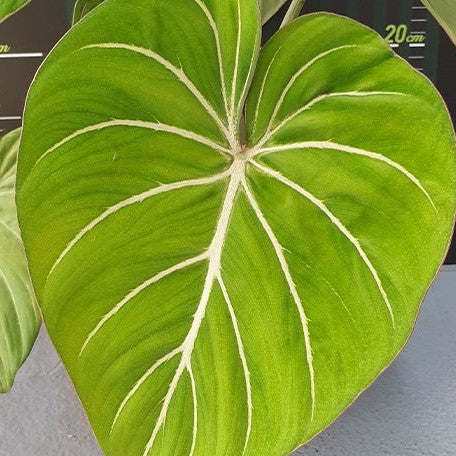 Philodendron gloriosum 3.0"