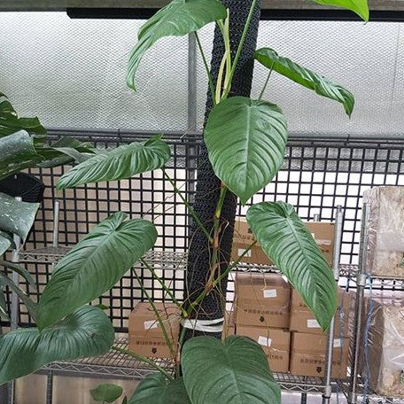 Philodendron tenue 2.5"