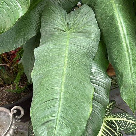 Philodendron tenue 2.5"