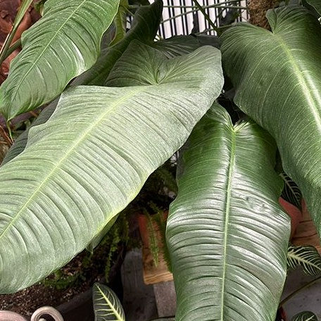 Philodendron tenue 2.5"