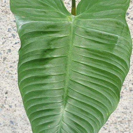 Philodendron tenue 2.5"