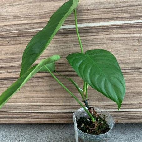 Philodendron tenue 2.5"