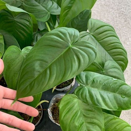 Philodendron tenue 2.5"