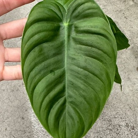 Philodendron tenue 2.5"