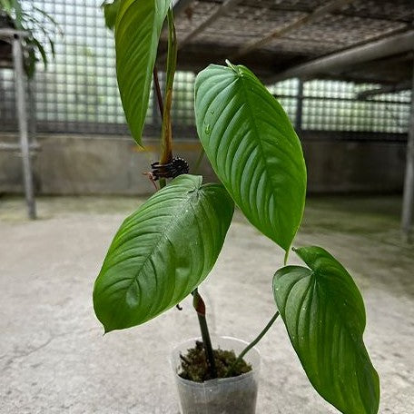 Philodendron tenue 2.5"