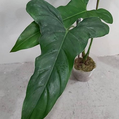 Philodendron mexicanum 3.0"