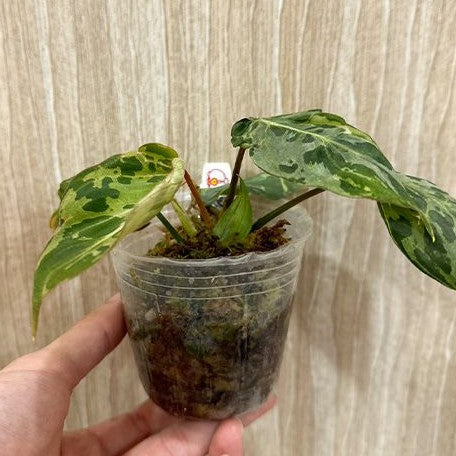 Philodendron gloriosum 'Variegated' variegated 2.5"