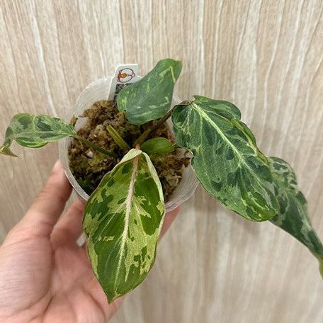 Philodendron gloriosum 'Variegated' variegated 2.5"