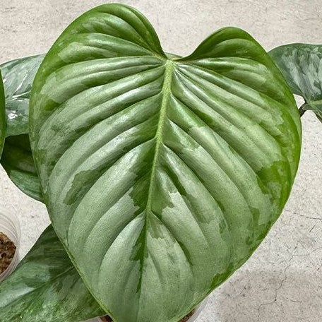 Philodendron sodiroi 2.5"