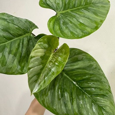 Philodendron sodiroi 2.5"