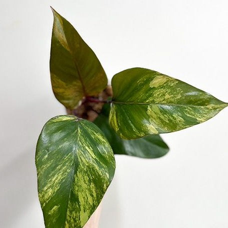 Philodendron Strawberry Shake variegated 2.5"