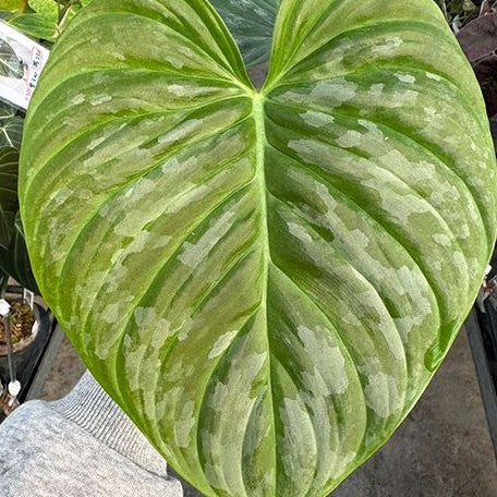 Philodendron Majestic 2.5"
