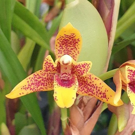 Maxillaria variabilis 2.5"