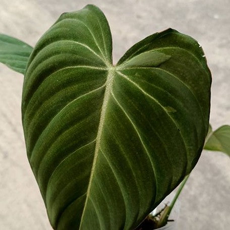 Philodendron 'Glorious' ,Eb 2.5"