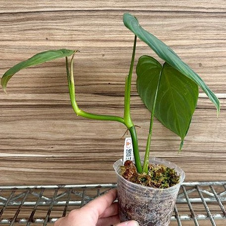 Philodendron 'Glorious' ,Eb 2.5"