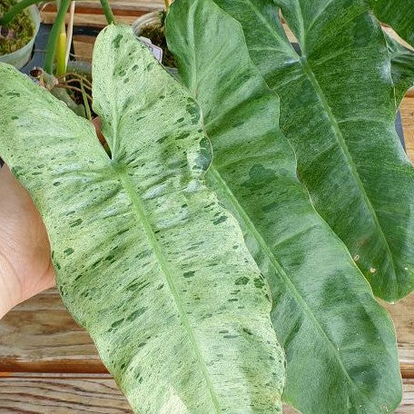 Philodendron paraiso verde variegated 3.0"