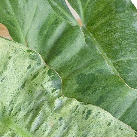 Philodendron paraiso verde variegated 3.0"