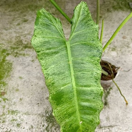 Philodendron paraiso verde variegated 3.0"