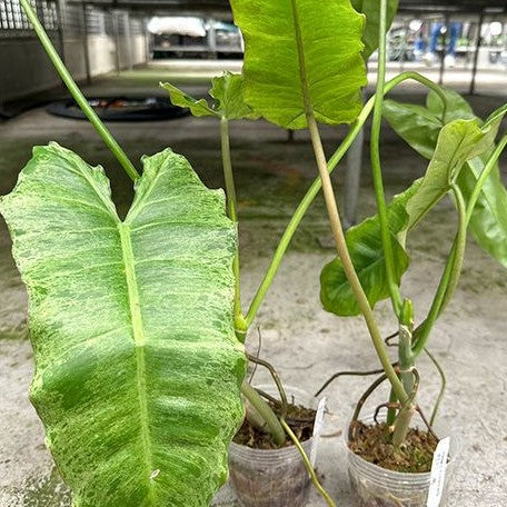 Philodendron paraiso verde variegated 3.0"