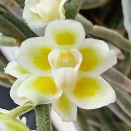 Chiloschista viridiflava × sib (1862P:G)