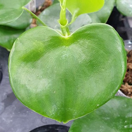 Philodendron grazielae 2.5"