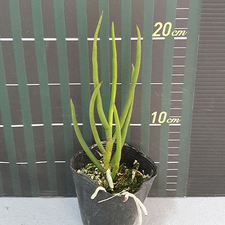 Paraphalanthe Frida (= Paraphalanthe De La Salle × Paraphalaenopsis laycockii) 3.0"