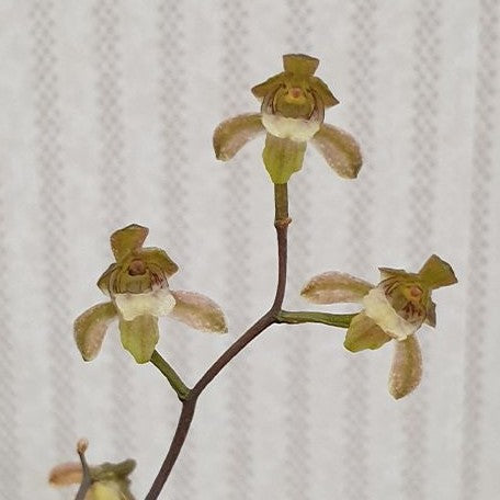 Oeceoclades roseovariegata × sib variegated 2.0"
