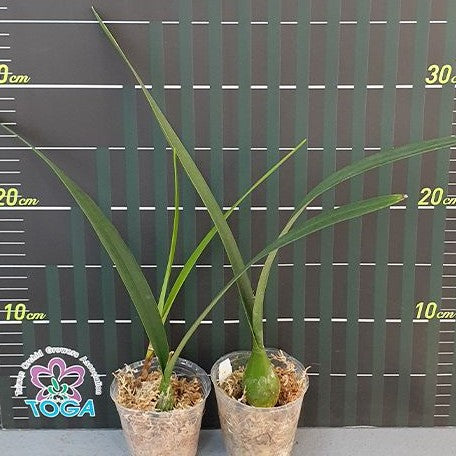 Encyclia alata × sib 3.0"