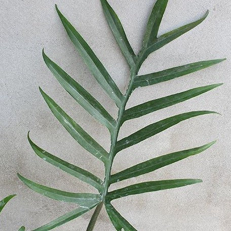 Philodendron tortum (wide) 3.0"