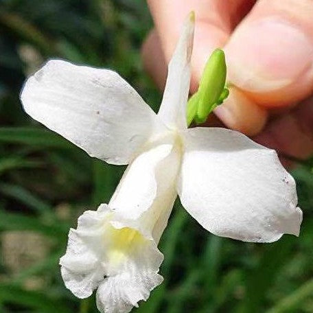 Arundina graminifolia var. alba × sib 2.5"