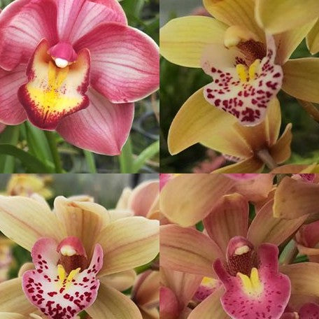 Cymbidium Hybrid 3.5"