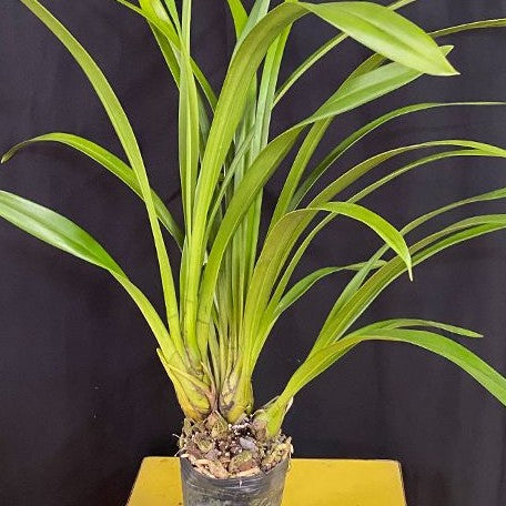 Cymbidium Hybrid 3.5"