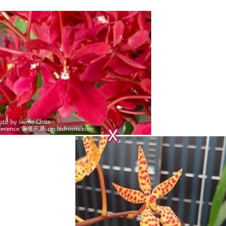 Renanthera King Crimson (philippinensis × monachica) bareroot
