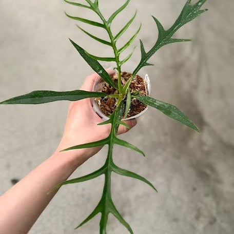 Philodendron tortum (tiny) 2.5"