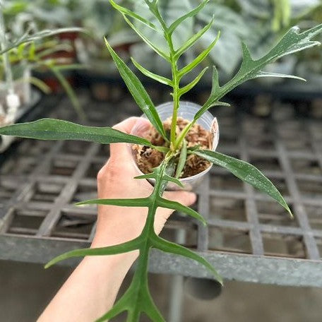 Philodendron tortum (tiny) 2.5"