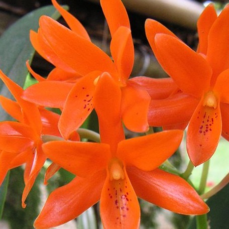 Guarianthe aurantiaca × sib 2.5"