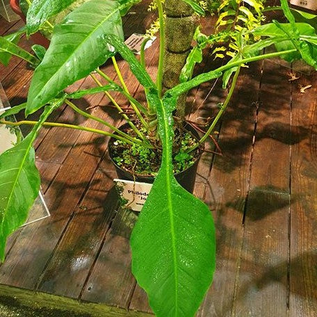 Philodendron joepii 3.0"