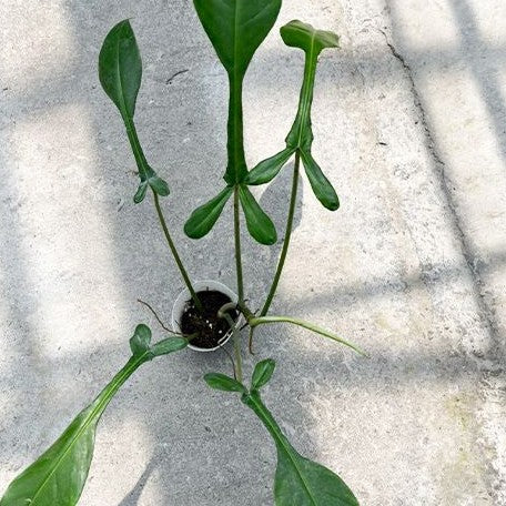 Philodendron joepii 3.0"