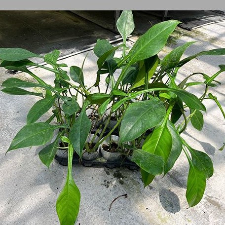 Philodendron joepii 3.0"