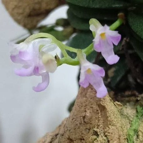 Schoenorchis fragrans × sib bareroot