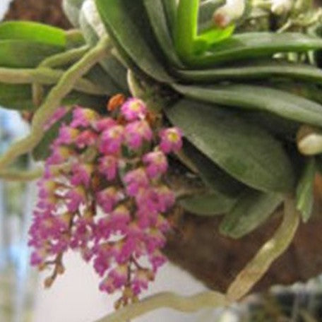 Schoenorchis fragrans × sib bareroot Fragrant