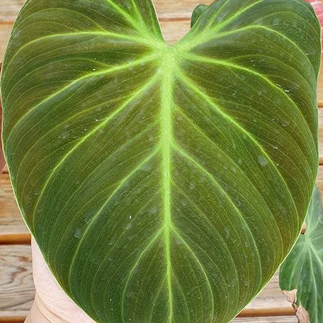 Philodendron rubrijuvenile 2.5"