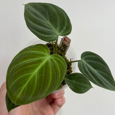 Philodendron rubrijuvenile 2.5"