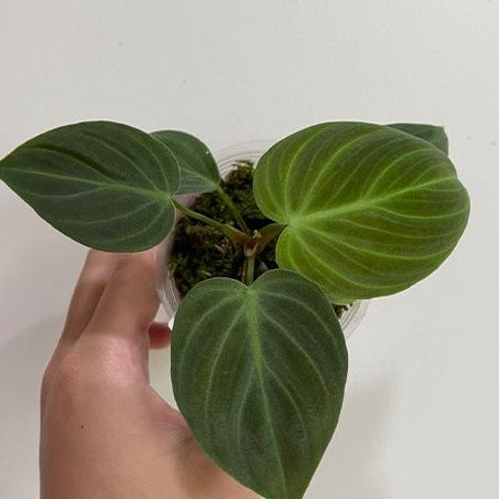 Philodendron rubrijuvenile 2.5"