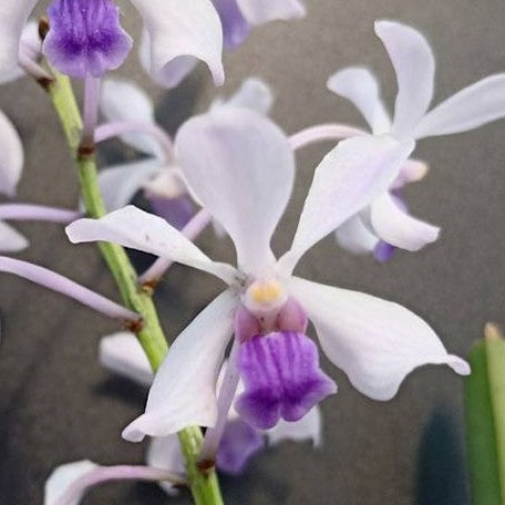 Vanda coerulesens × sib 1.7"