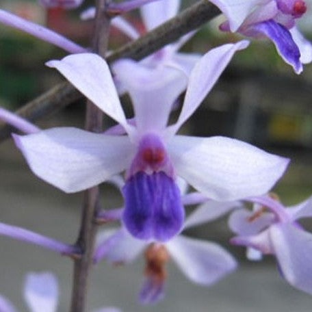 Vanda coerulesens × sib 1.7"