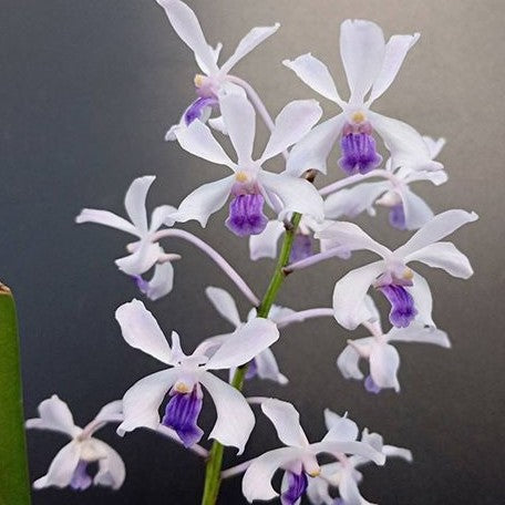 Vanda coerulesens × sib 1.7"