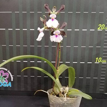 Encyclia Shinfong Smile × sib 2.5"